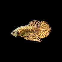 Wild Betta Alien Copper