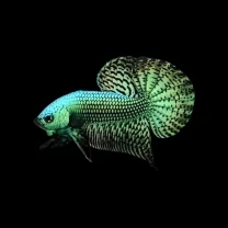 Wild Betta Alien Green