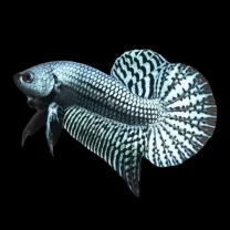 Wild Betta Alien Gray