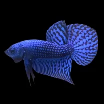 Wild Betta Alien Blue