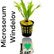 Microsorum Windelov