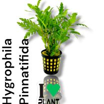 Hygrophila Pinnatifida