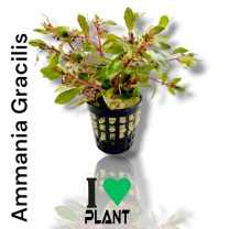 Ammania Gracilis