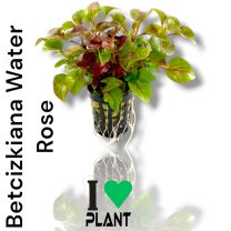 Betcizkiana Water Rose