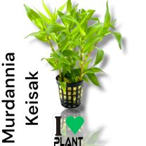 Murdannia Keisak