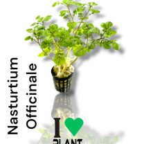 Nasturtium Officinale
