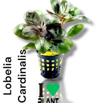 Lobelia Cardinalis