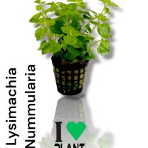 Lysimachia Nummularia