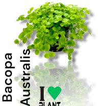 Bacopa Australis