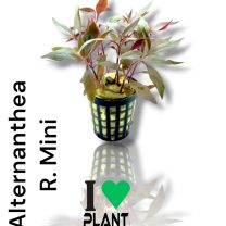 Altarnanthea R.Mini