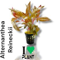 Altarnanthea Reineckii