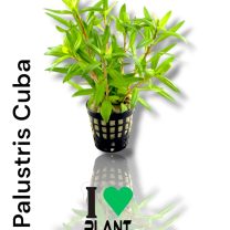Palustris Cuba