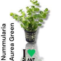 Nummularia Aurea Green