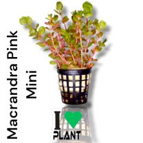Macrandra Pink Mini